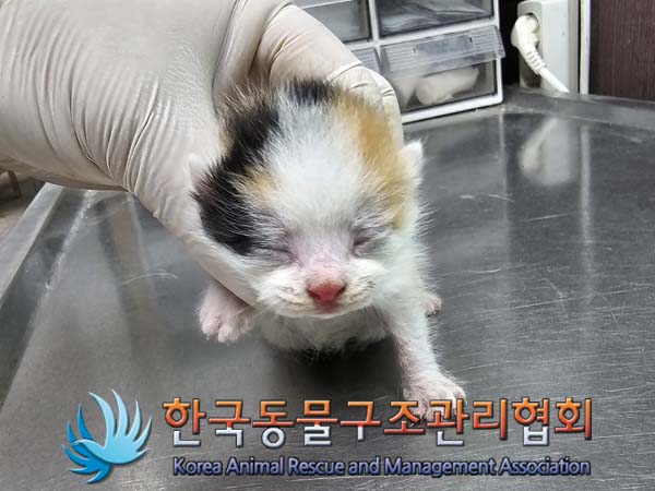 공고 번호가 서울-송파-2024-00035인 한국 고양이 동물 사진  