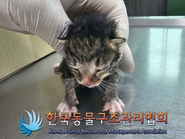 공고 번호가 서울-송파-2024-00037인 한국 고양이 동물 사진  