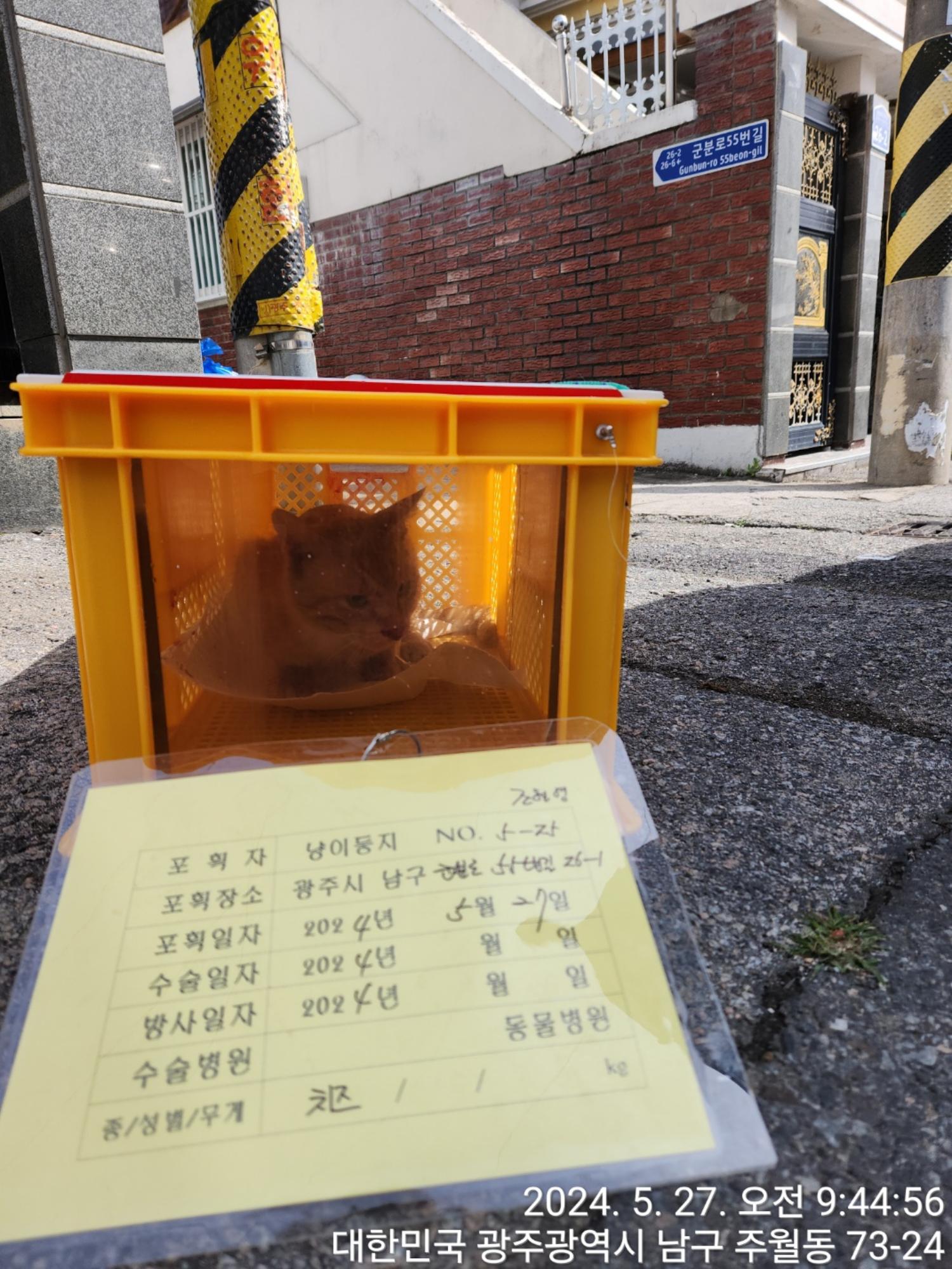 보호중동물사진 공고번호-광주-남구-2024-00079
