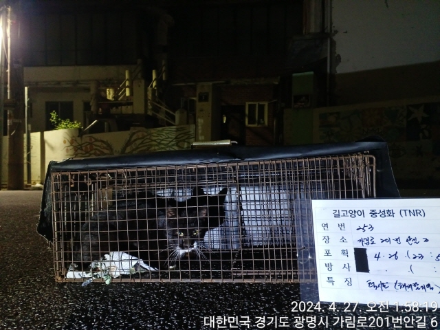 보호중동물사진 공고번호-경기-광명-2024-00254