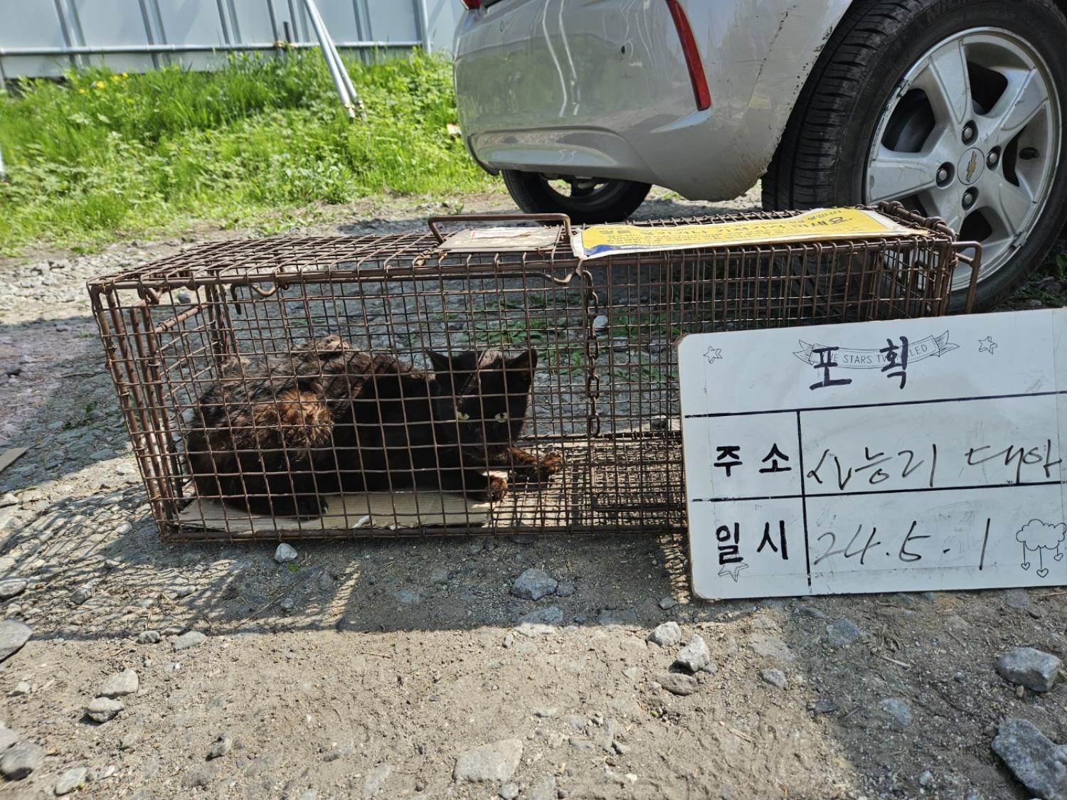 보호중동물사진 공고번호-경기-남양주-2024-00936
