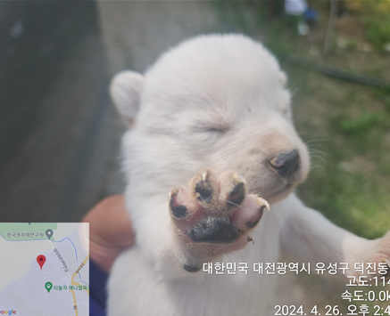 공고 번호가 대전-유성-2024-00117인 믹스견 동물 사진