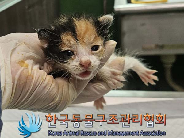 공고 번호가 경기-김포-2024-00348인 한국 고양이 동물 사진