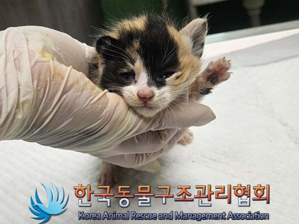 공고 번호가 경기-김포-2024-00347인 한국 고양이 동물 사진