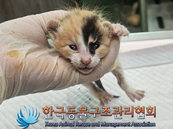 공고 번호가 경기-김포-2024-00349인 한국 고양이 동물 사진