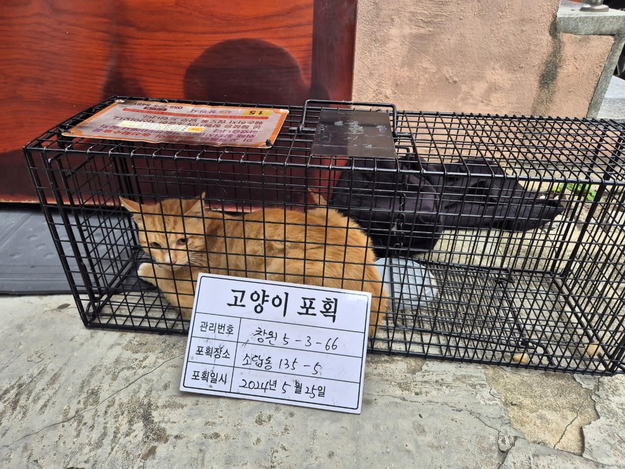 보호중동물사진 공고번호-경남-창원-2024-00591