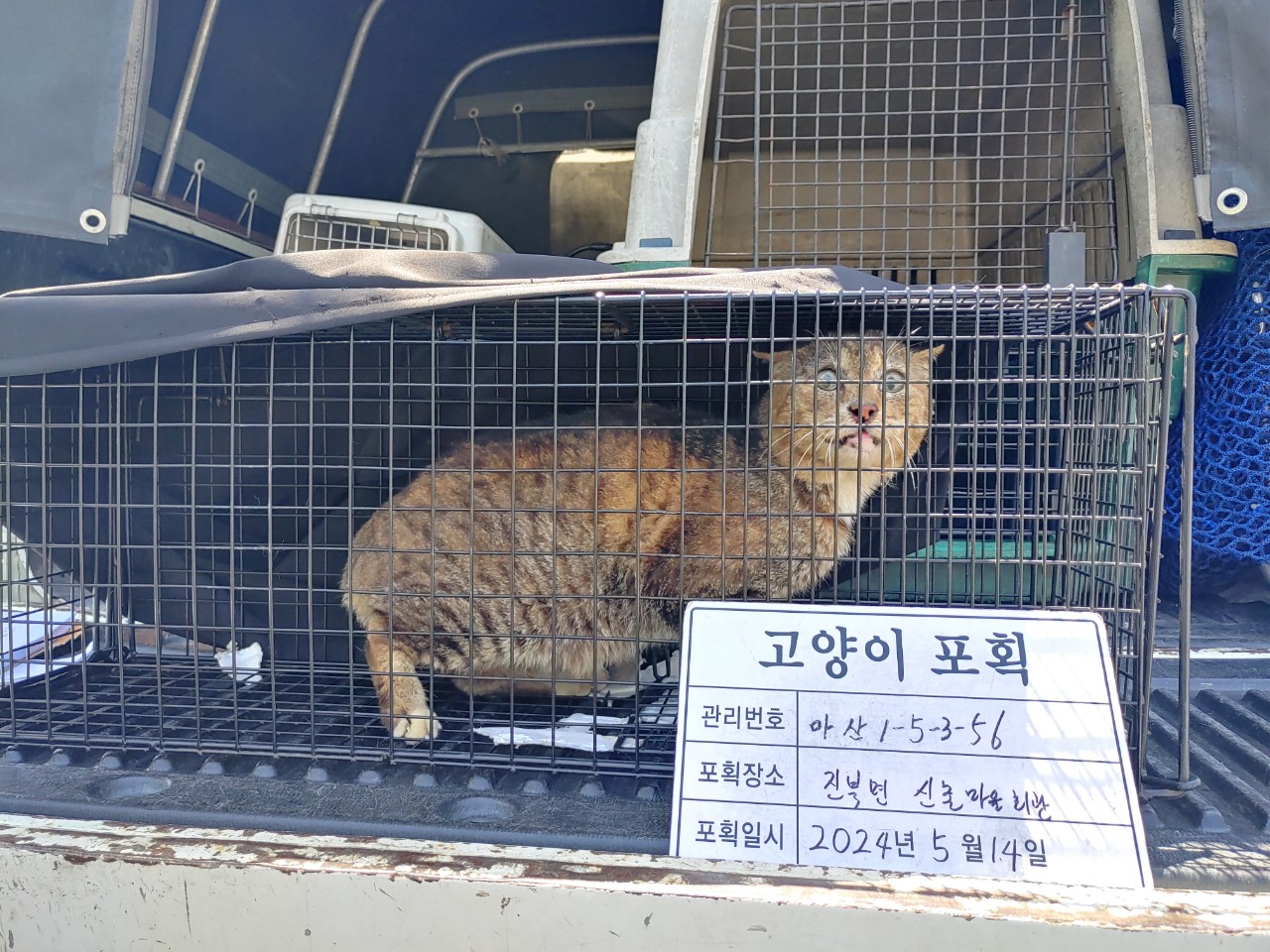 보호중동물사진 공고번호-경남-마산-2024-00725