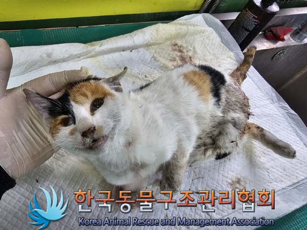 공고 번호가 서울-성북-2024-00059인 한국 고양이 동물 사진  