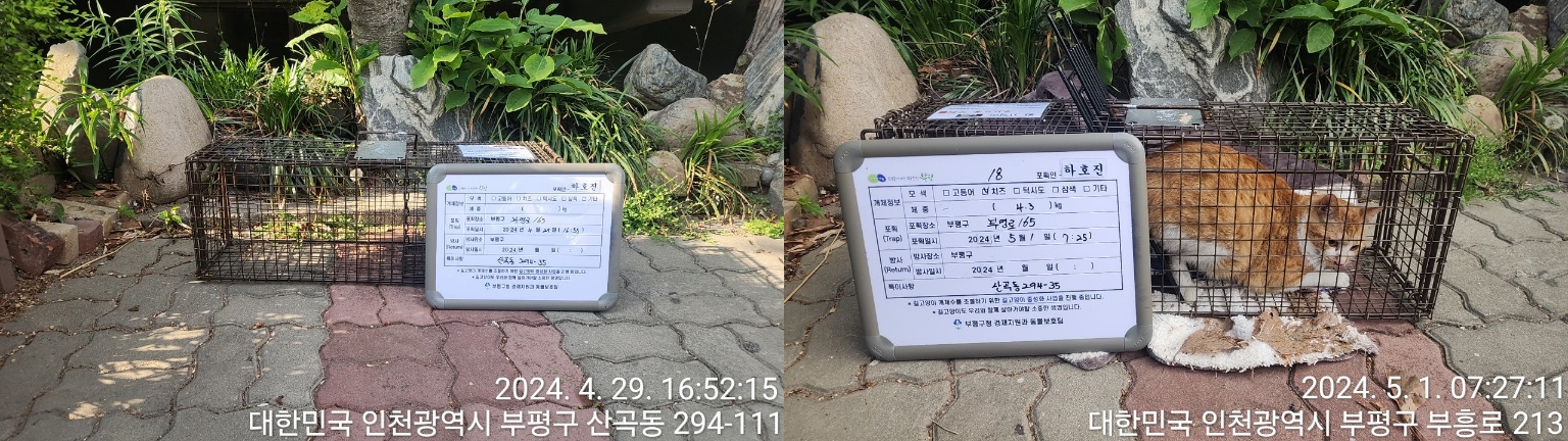 보호중동물사진 공고번호-인천-부평-2024-00075