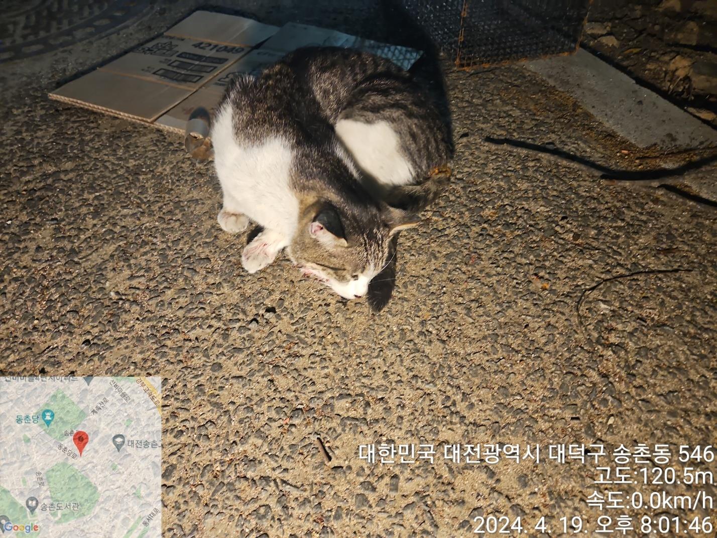 공고 번호가 대전-대덕-2024-00077인 한국 고양이 동물 사진