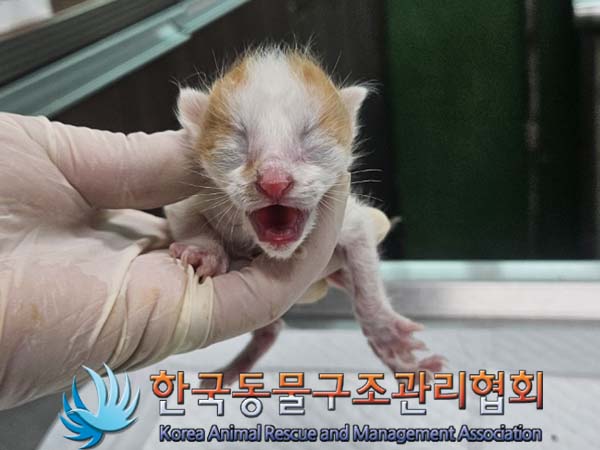 공고 번호가 경기-양주-2024-00282인 한국 고양이 동물 사진  