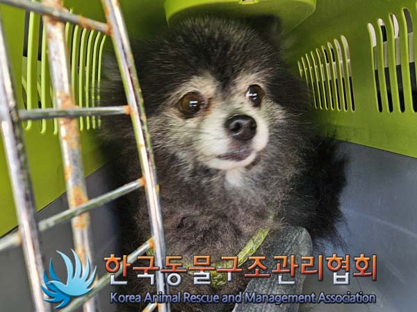 공고 번호가 서울-서대문-2024-00042인 포메라니안 동물 사진  