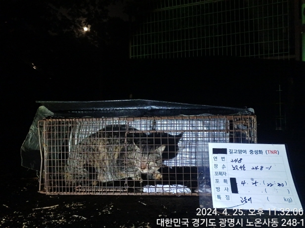 보호중동물사진 공고번호-경기-광명-2024-00249