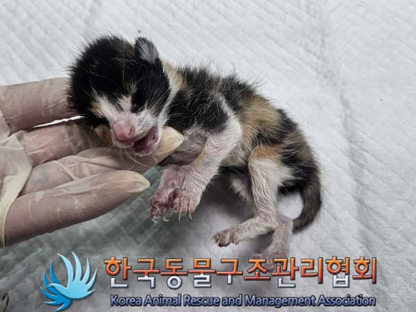 공고 번호가 경기-양주-2024-00280인 한국 고양이 동물 사진  