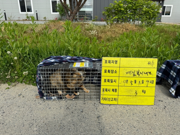 보호중동물사진 공고번호-충북-청주-2024-01026