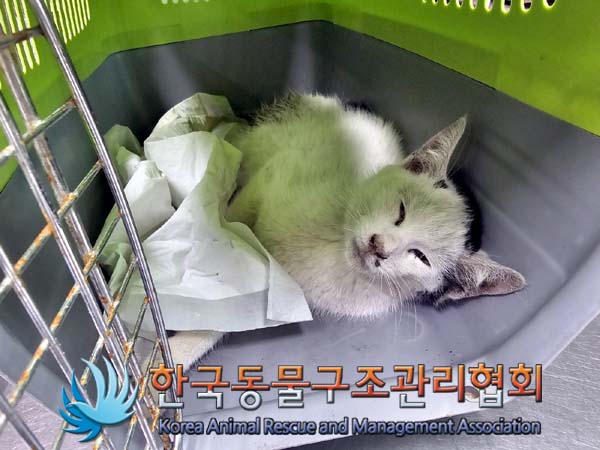 공고 번호가 서울-동대문-2024-00063인 한국 고양이 동물 사진  