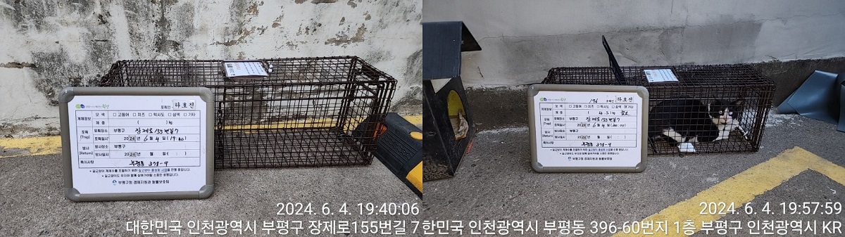 보호중동물사진 공고번호-인천-부평-2024-00260