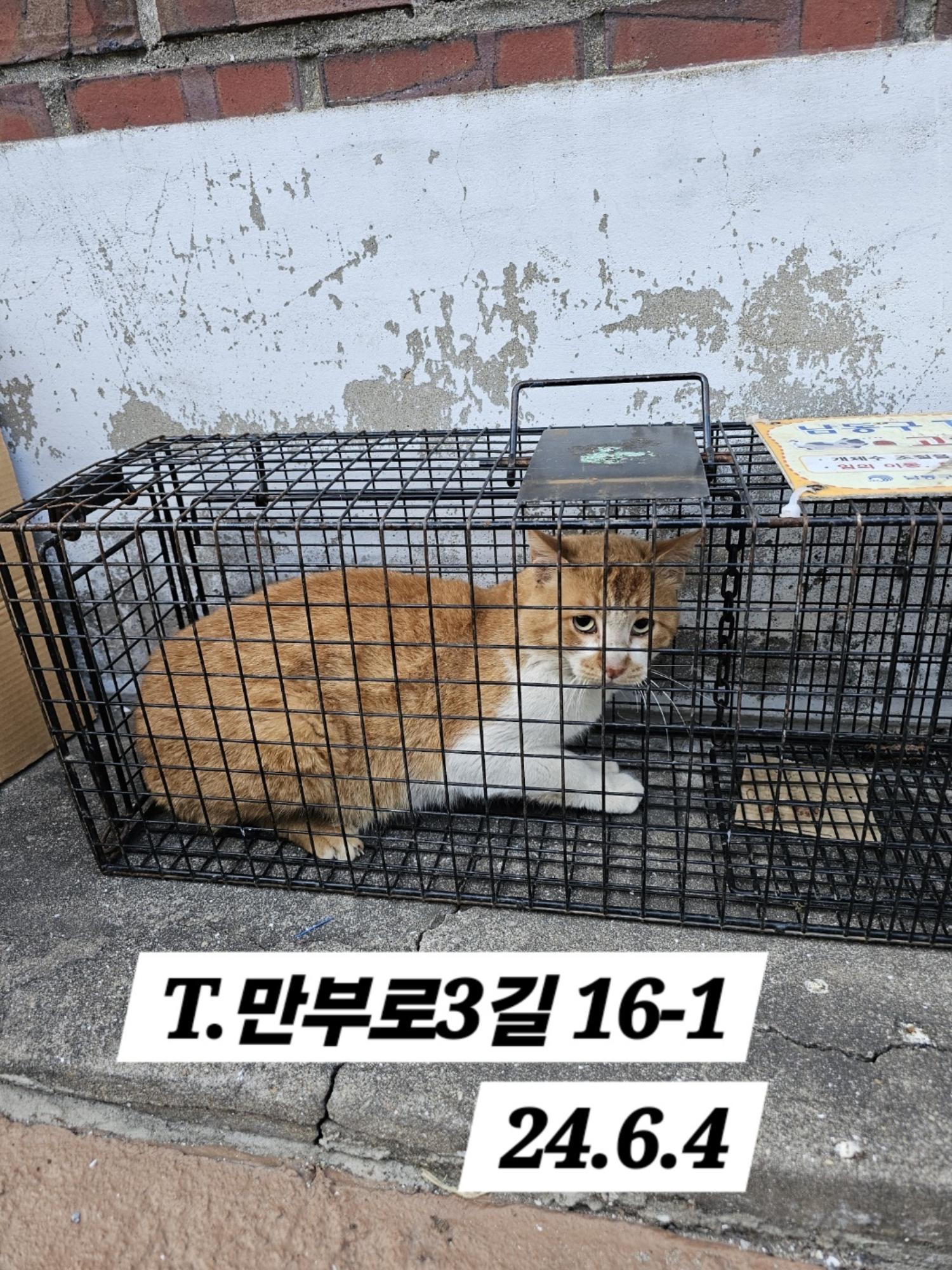 보호중동물사진 공고번호-인천-남동-2024-00350