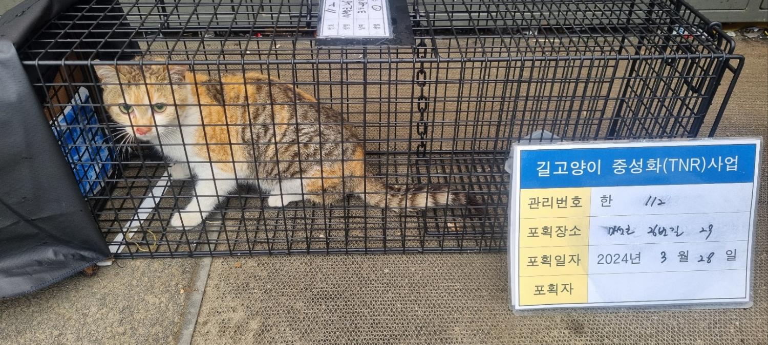 보호중동물사진 공고번호-경기-남양주-2024-00509