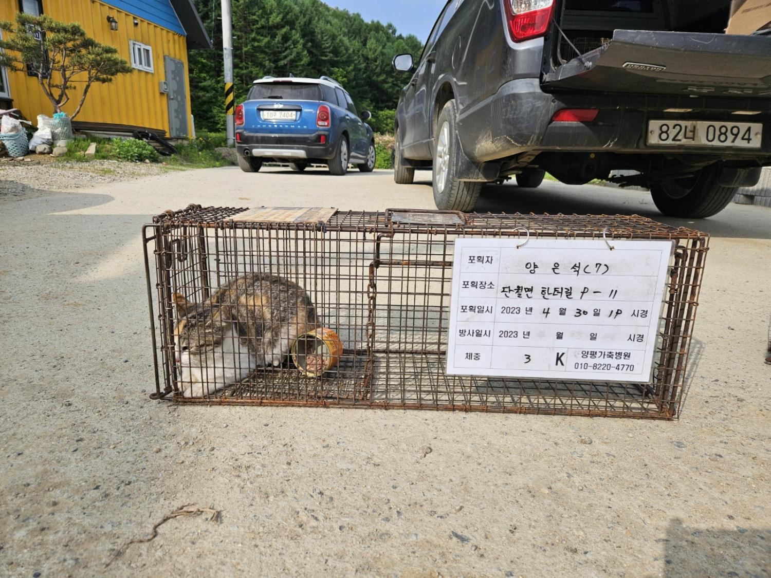 보호중동물사진 공고번호-경기-양평-2024-00553