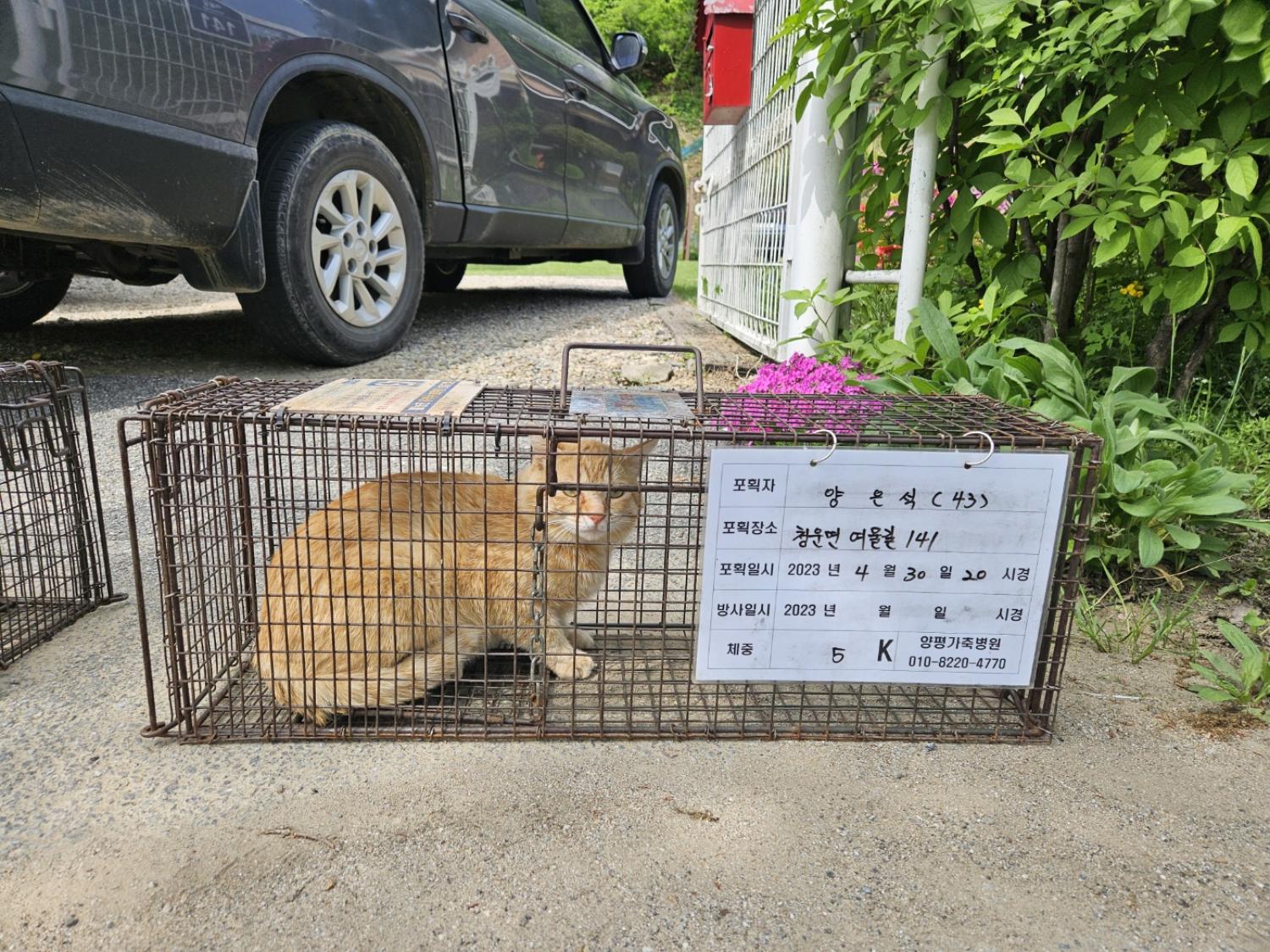 보호중동물사진 공고번호-경기-양평-2024-00548