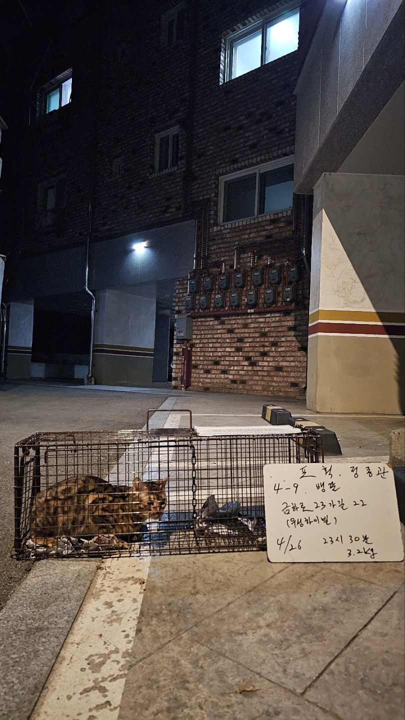 보호중동물사진 공고번호-서울-금천-2024-00082
