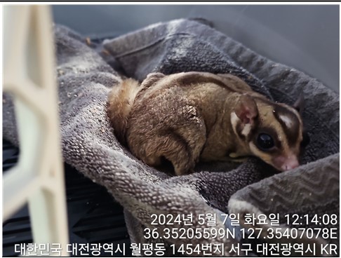 공고 번호가 대전-서구-2024-00138인 기타축종 동물 사진
