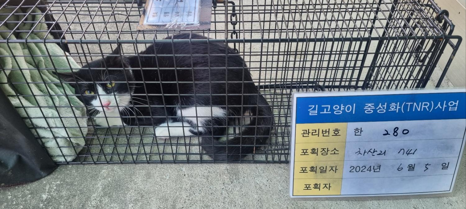 보호중동물사진 공고번호-경기-남양주-2024-01249