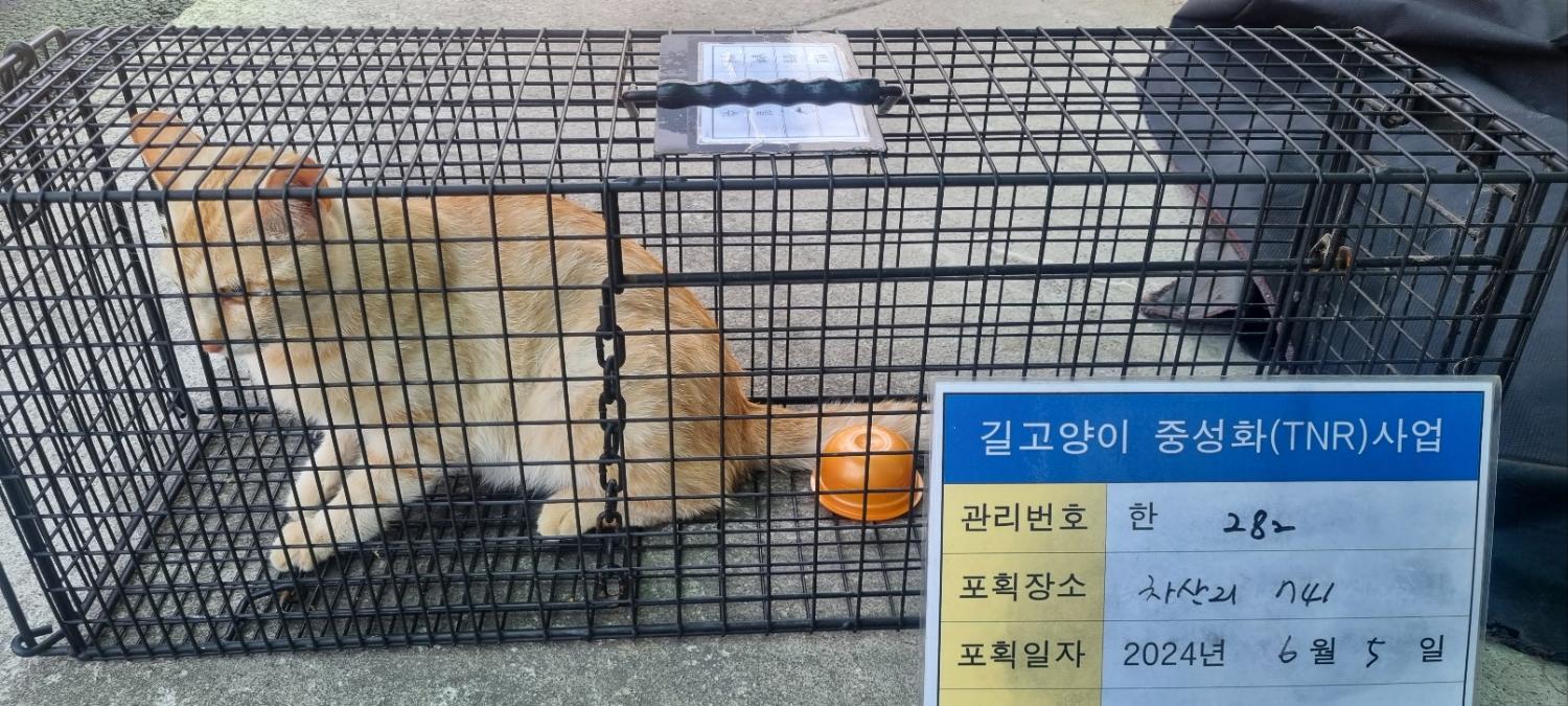 보호중동물사진 공고번호-경기-남양주-2024-01251