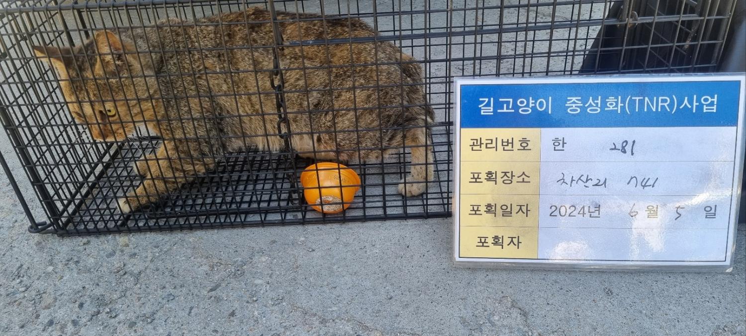보호중동물사진 공고번호-경기-남양주-2024-01250