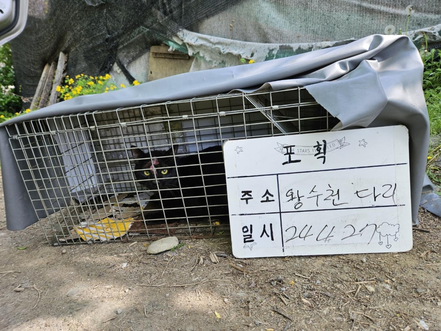 보호중동물사진 공고번호-경기-남양주-2024-00902