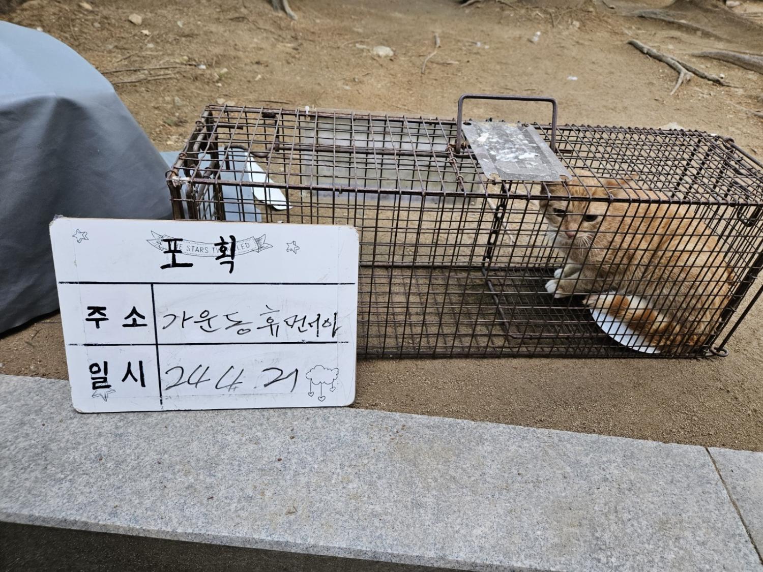 보호중동물사진 공고번호-경기-남양주-2024-00899