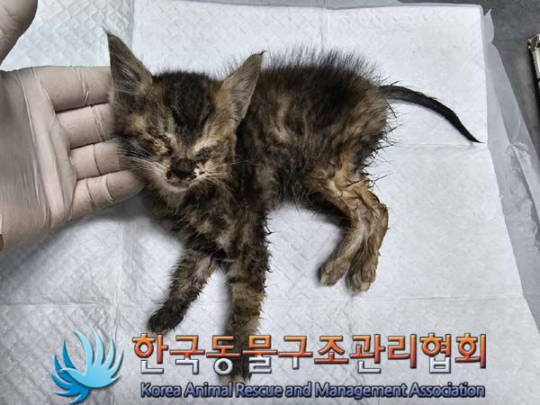 공고 번호가 경기-의정부-2024-00085인 한국 고양이 동물 사진