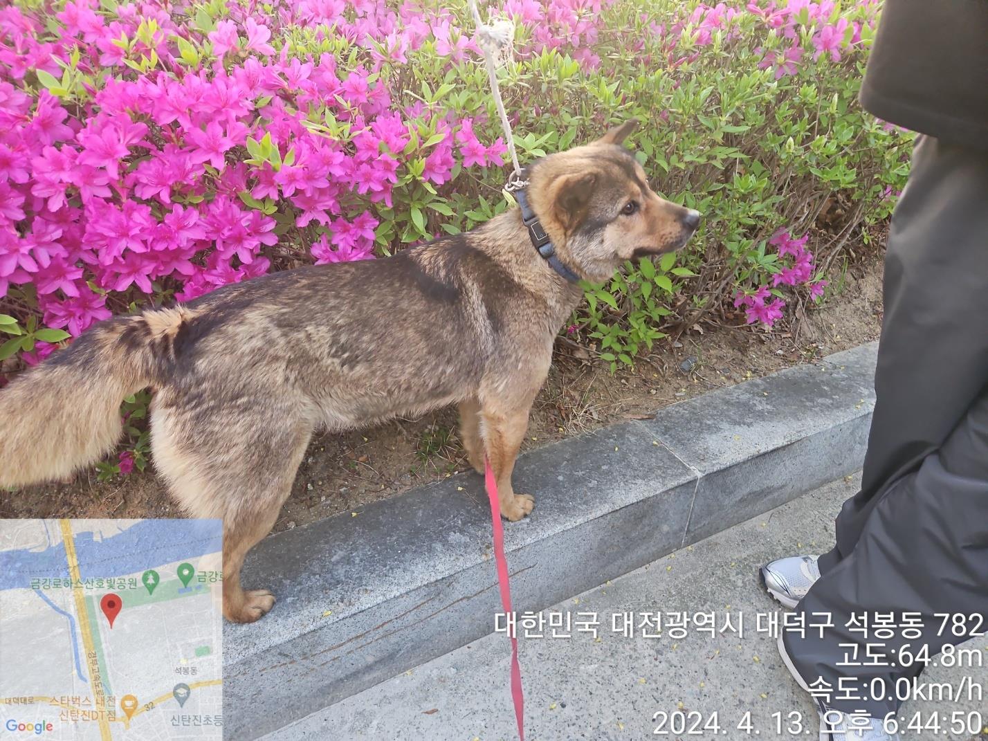 공고 번호가 대전-대덕-2024-00070인 믹스견 동물 사진