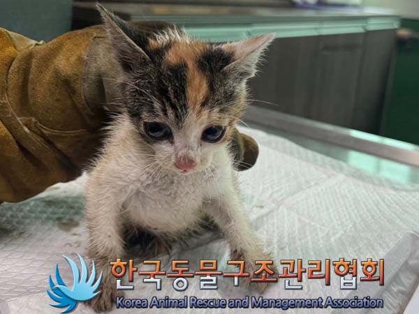 공고 번호가 서울-노원-2024-00066인 한국 고양이 동물 사진