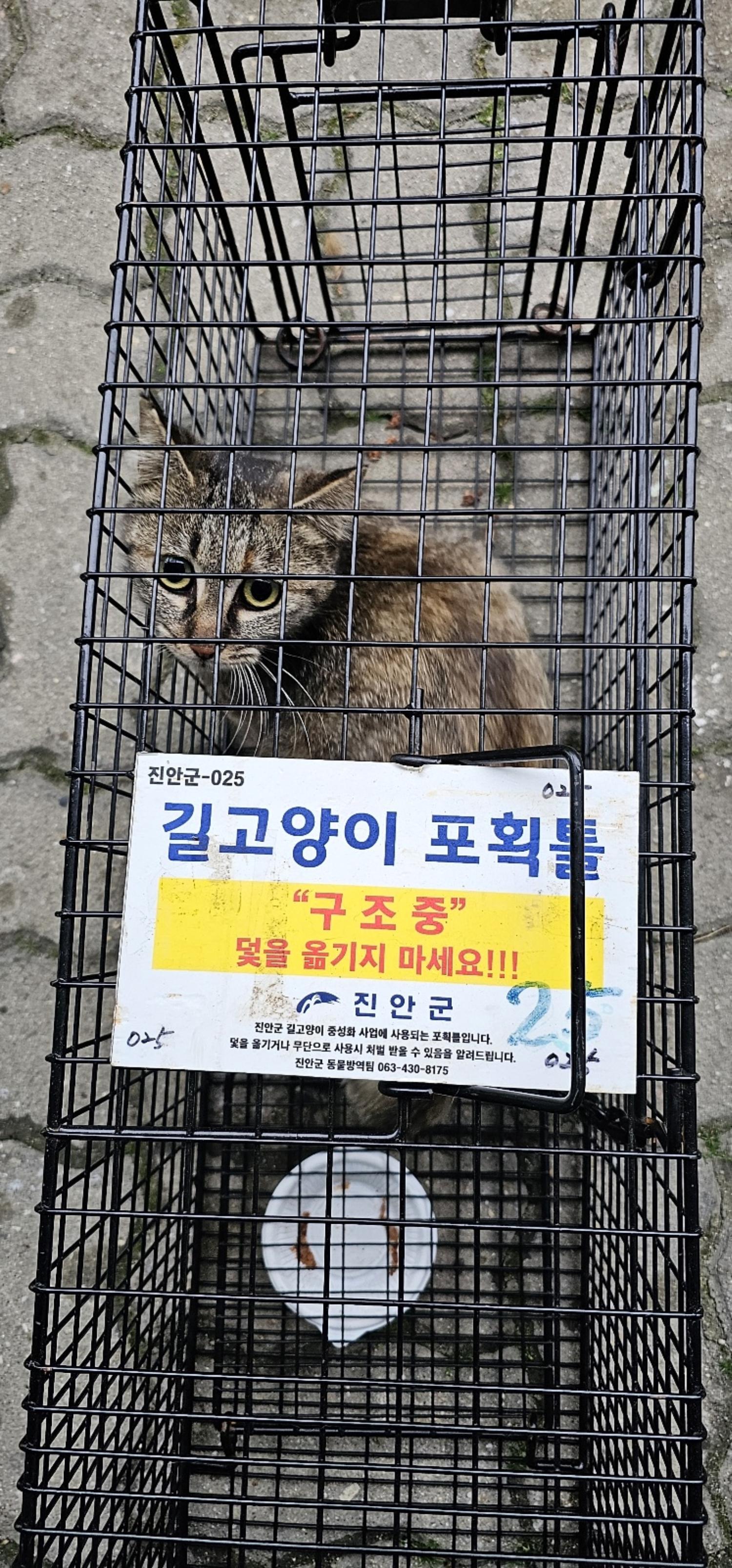 보호중동물사진 공고번호-전북-진안-2024-00224
