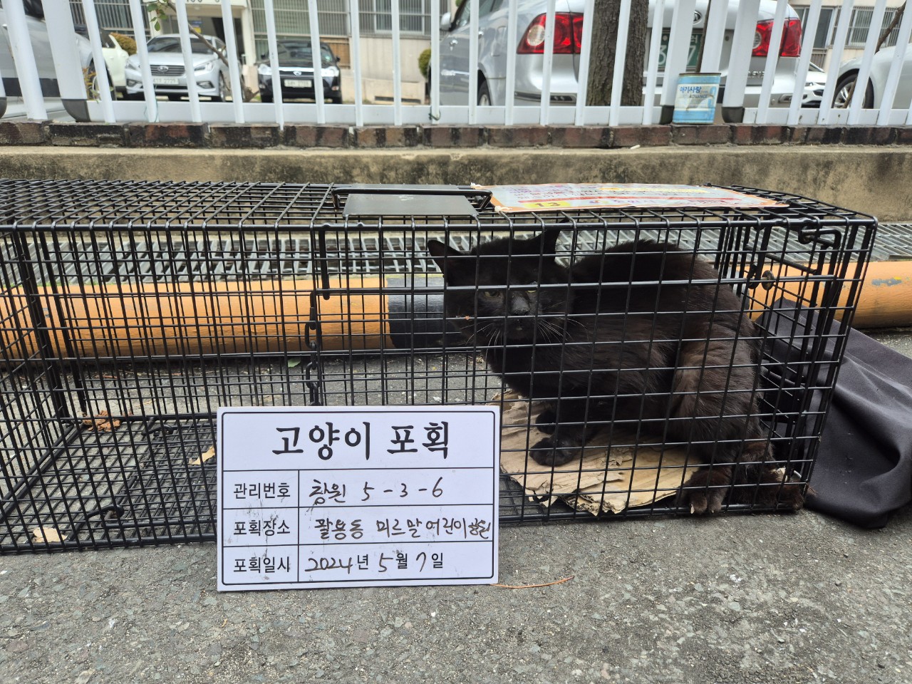 보호중동물사진 공고번호-경남-창원-2024-00480