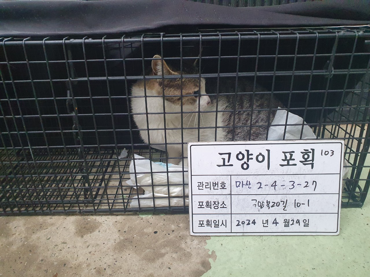 보호중동물사진 공고번호-경남-마산-2024-00596