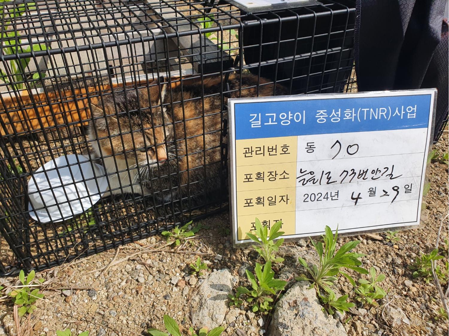보호중동물사진 공고번호-경기-남양주-2024-00912
