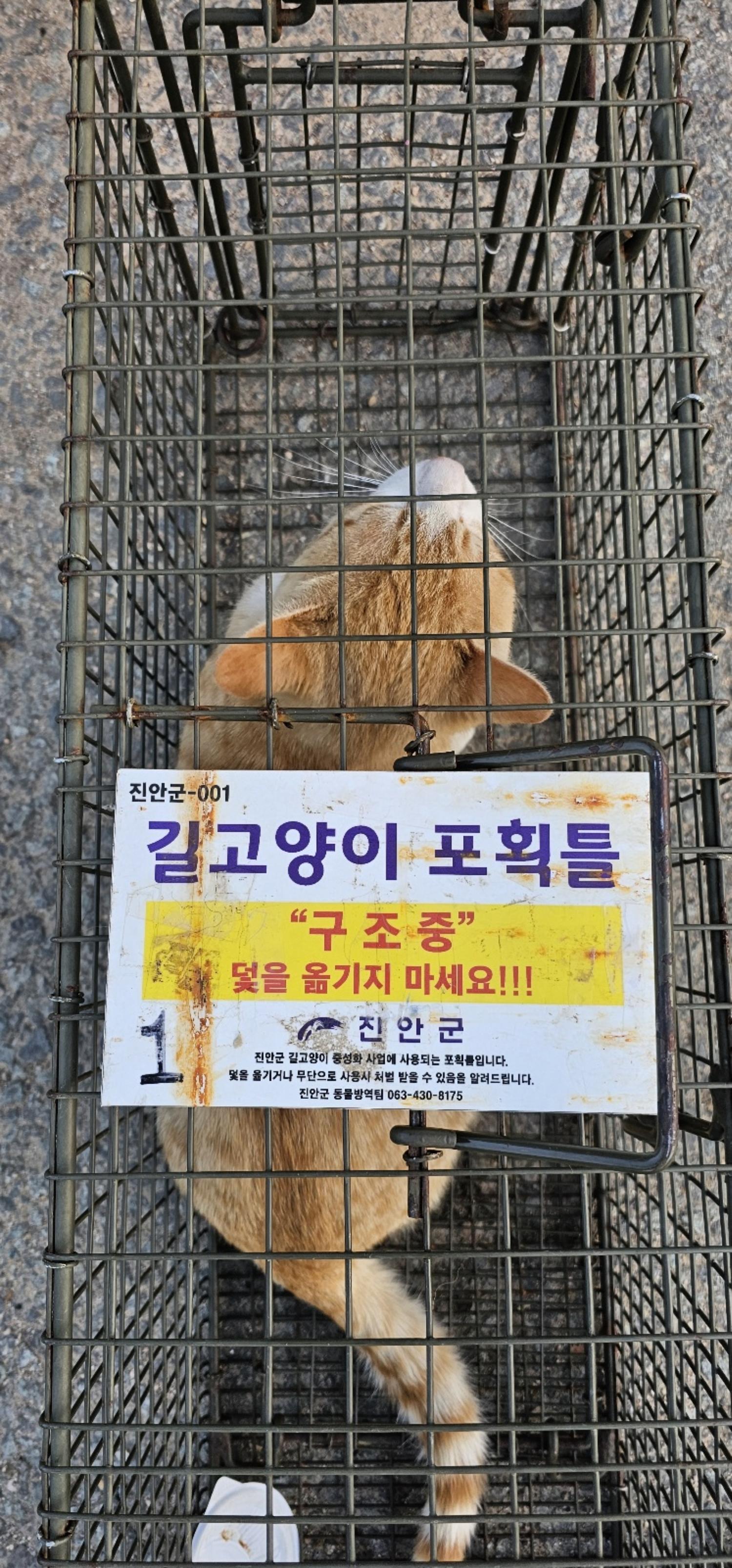 보호중동물사진 공고번호-전북-진안-2024-00193