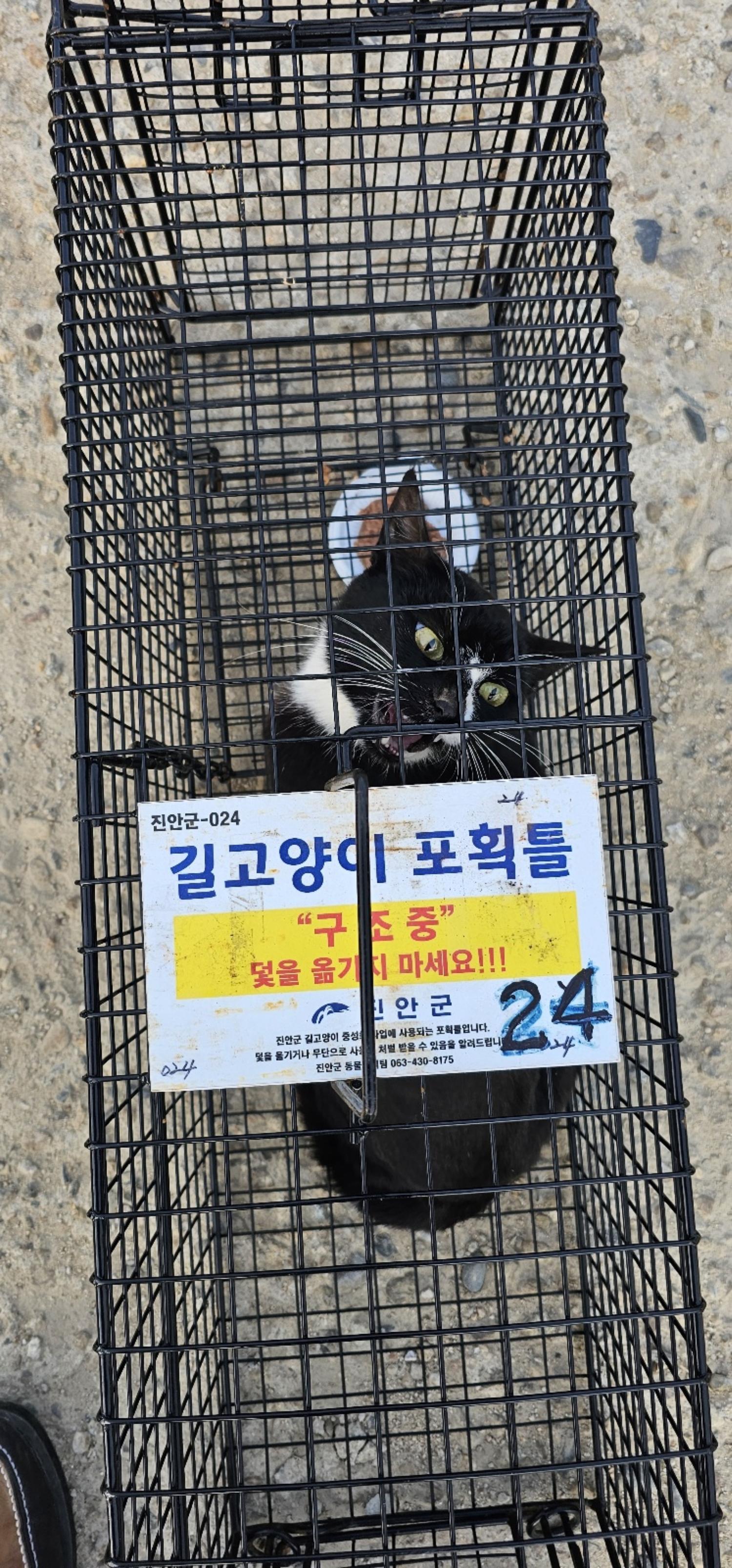 보호중동물사진 공고번호-전북-진안-2024-00192