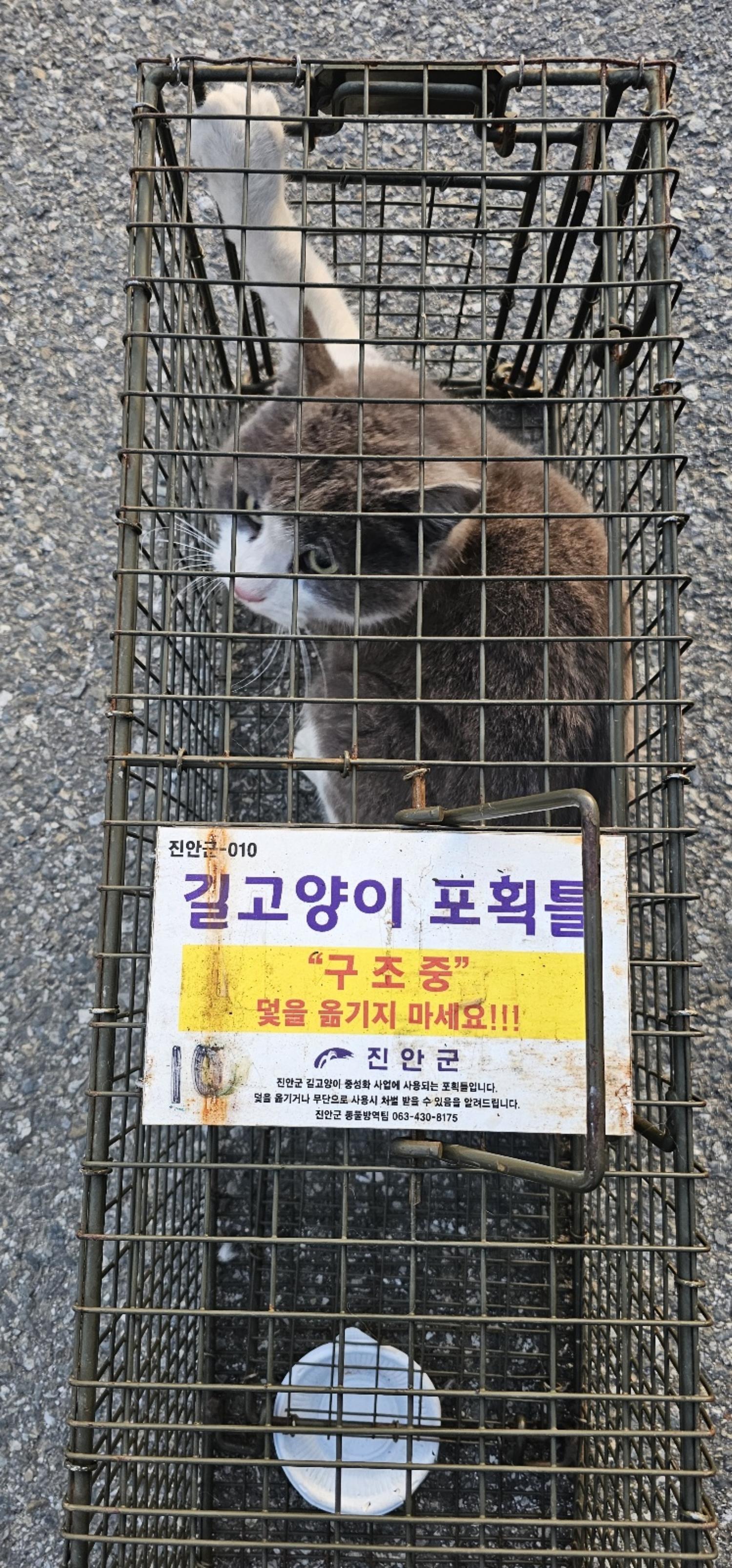 보호중동물사진 공고번호-전북-진안-2024-00195