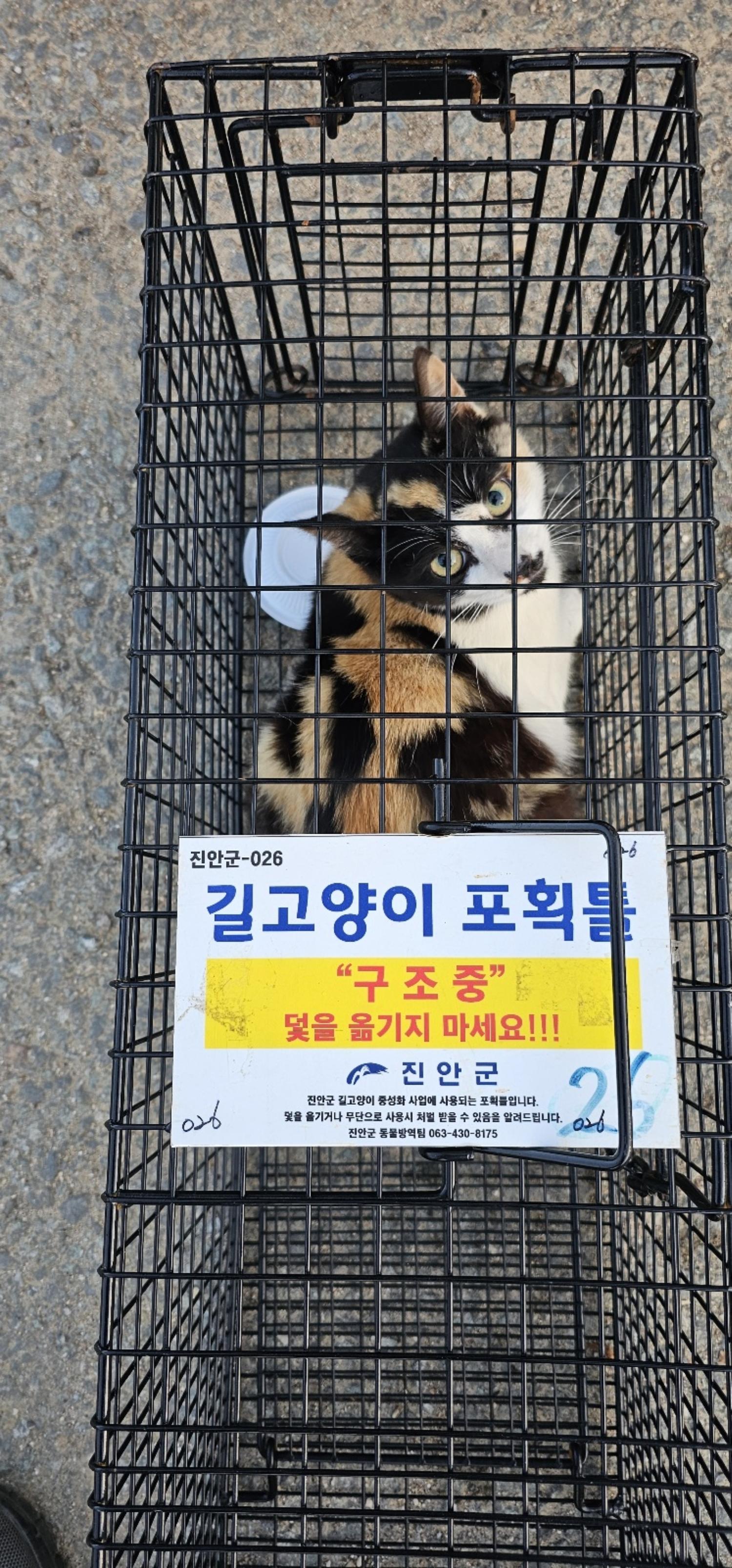 보호중동물사진 공고번호-전북-진안-2024-00198