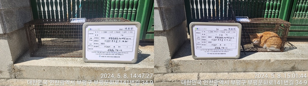 보호중동물사진 공고번호-인천-부평-2024-00102