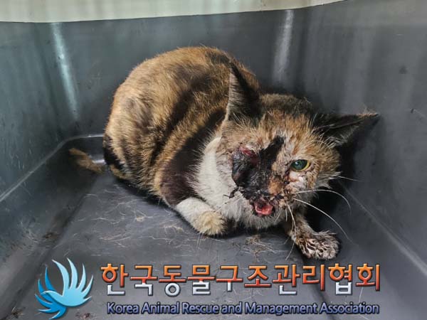공고 번호가 경기-의정부-2024-00105인 한국 고양이 동물 사진