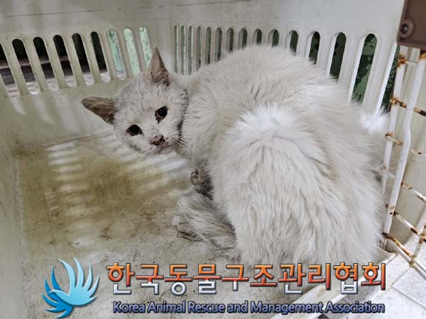 공고 번호가 경기-포천-2024-00318인 한국 고양이 동물 사진