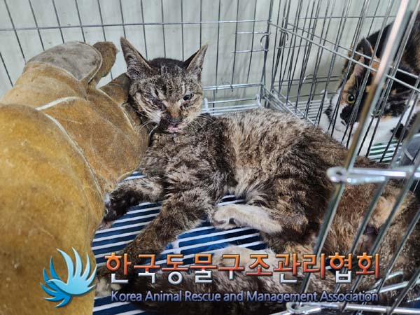 공고 번호가 서울-종로-2024-00060인 한국 고양이 동물 사진