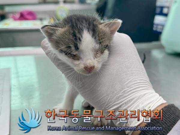 공고 번호가 경기-포천-2024-00442인 한국 고양이 동물 사진