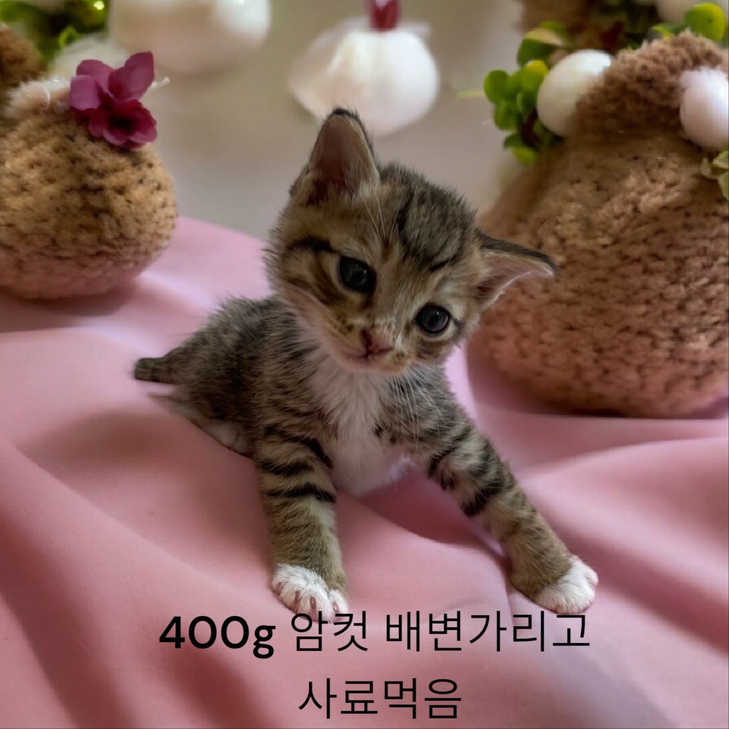 공고 번호가 경북-성주-2024-00221인 한국 고양이 동물 사진