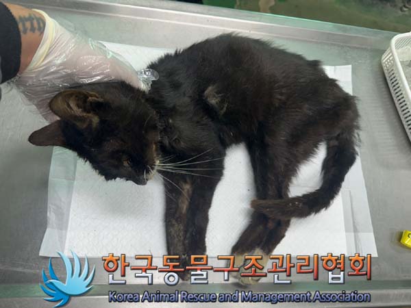공고 번호가 경기-파주-2024-00518인 한국 고양이 동물 사진  